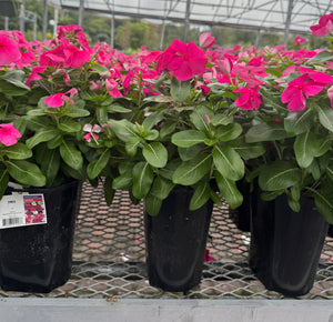 vinca indoor plant Vinca – Liberty Landscape Supply