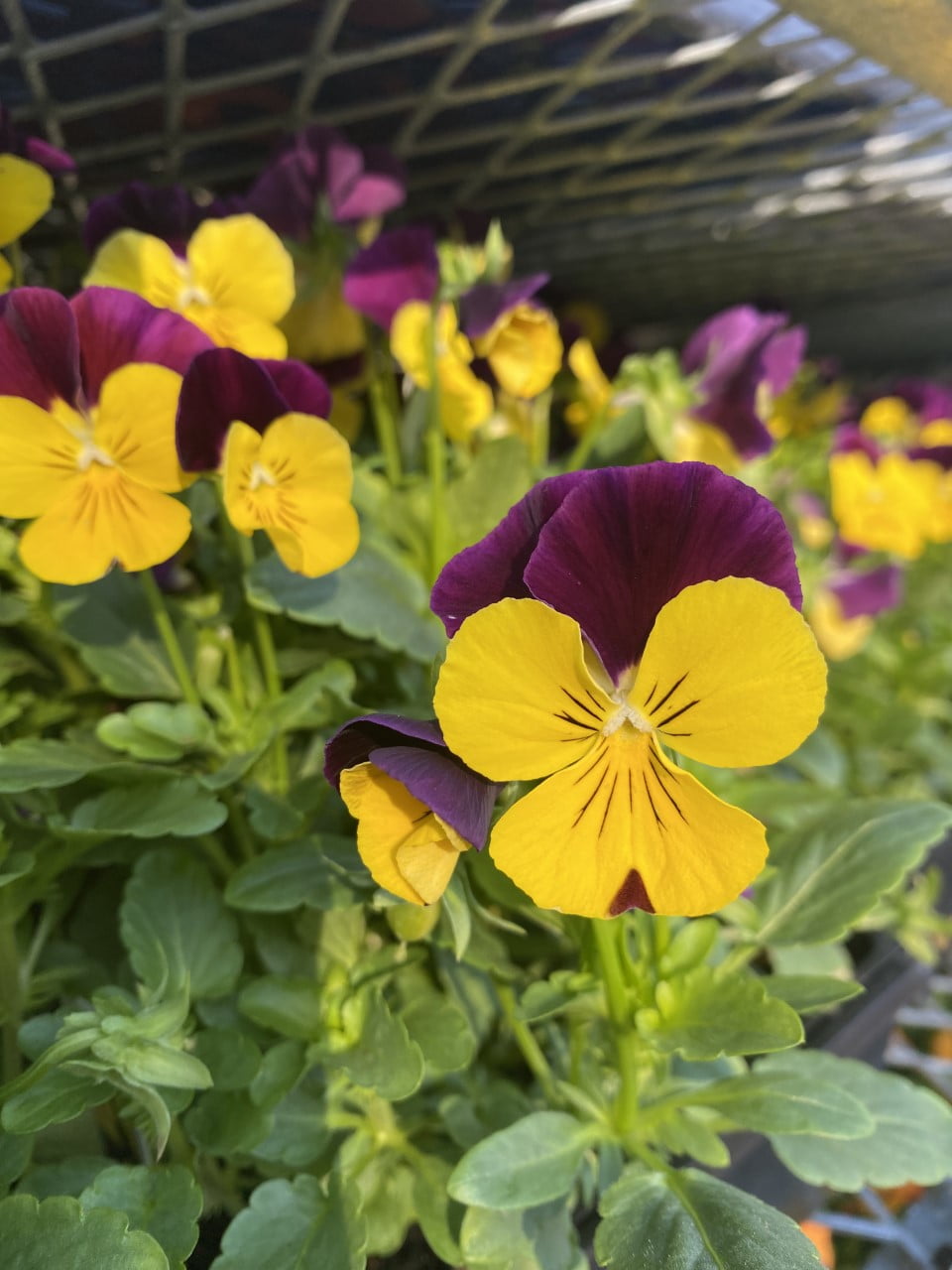 アクセサリー viola Viola – Liberty Landscape Supply