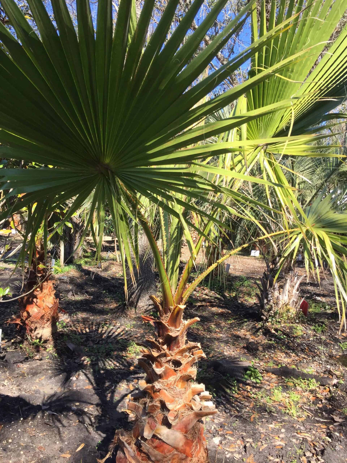 Washingtonia Palm