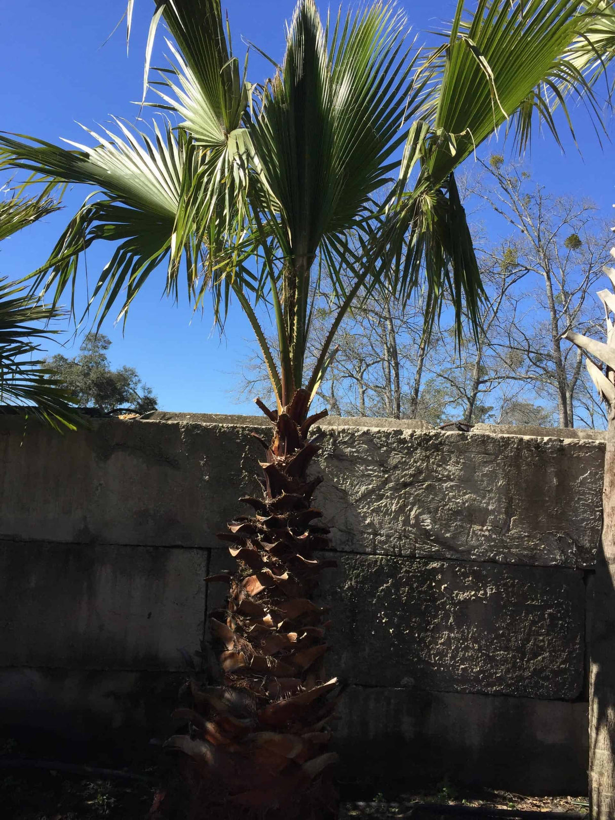 Washingtonia Palm