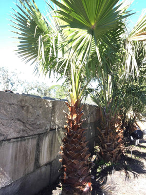 palm plant price Washingtonia Palm Tree – Liberty Landscape Supply