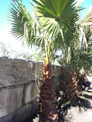 Washingtonia Palm