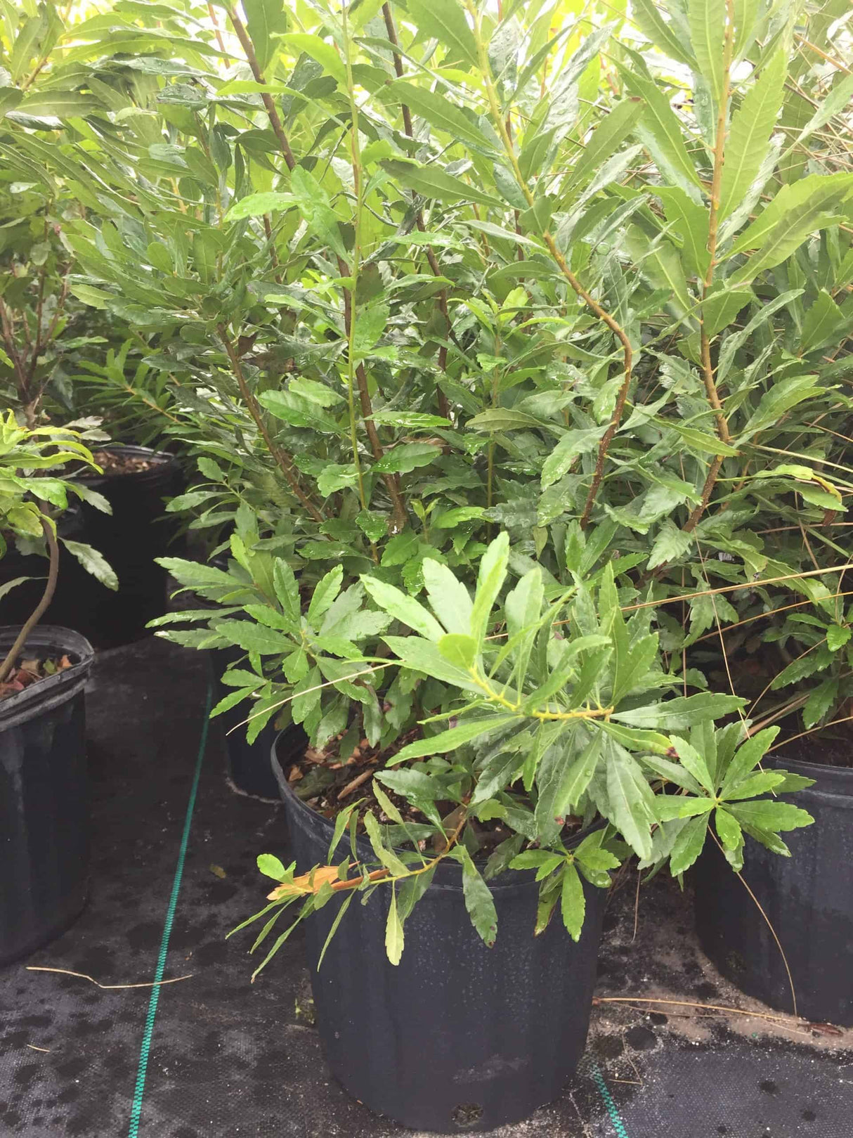 Wax Myrtle