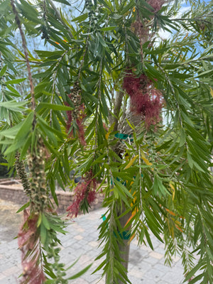 Weeping Bottlebrush tree at Liberty Landscape Supply