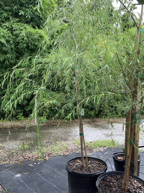 Weeping Willow