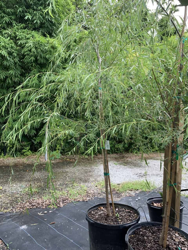 Weeping Willow