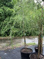 Weeping Willow