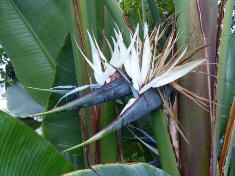 Bird of Paradise