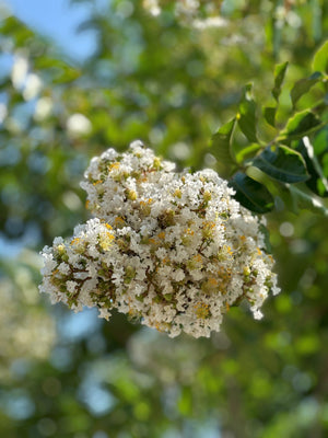 Crape Myrtle