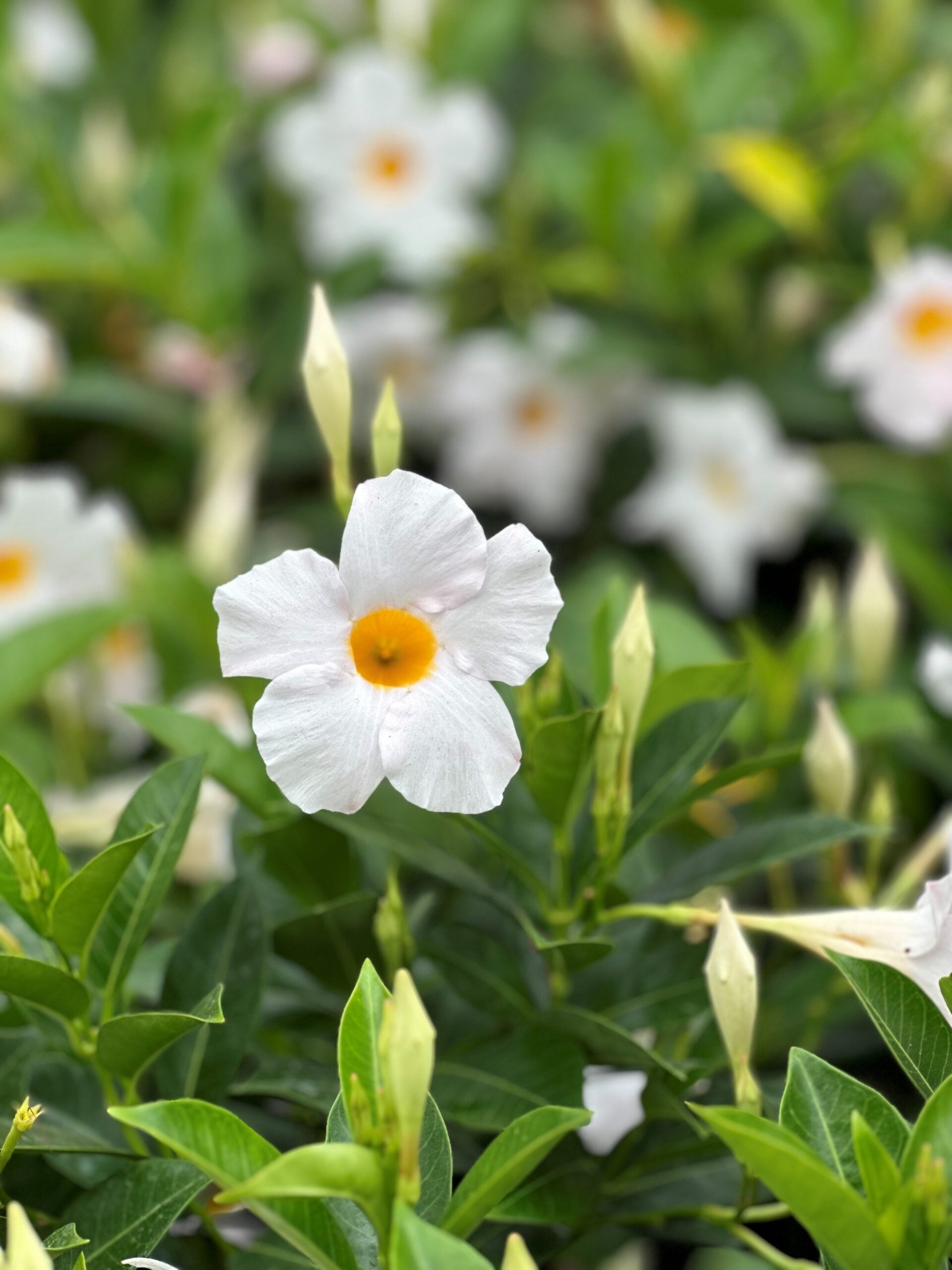 『デバデバの実』 deviseworks DEVADEVA White 白実 Dipladenia | Plants | Liberty Landscape Supply