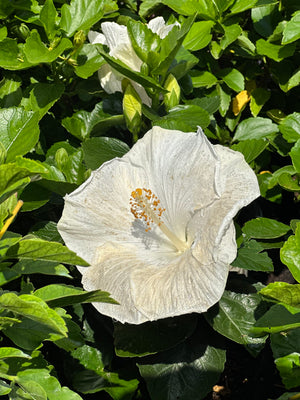 Hibiscus