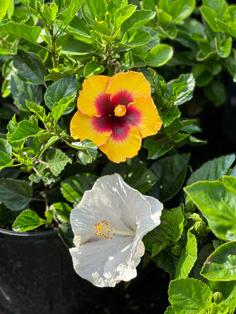 Hibiscus