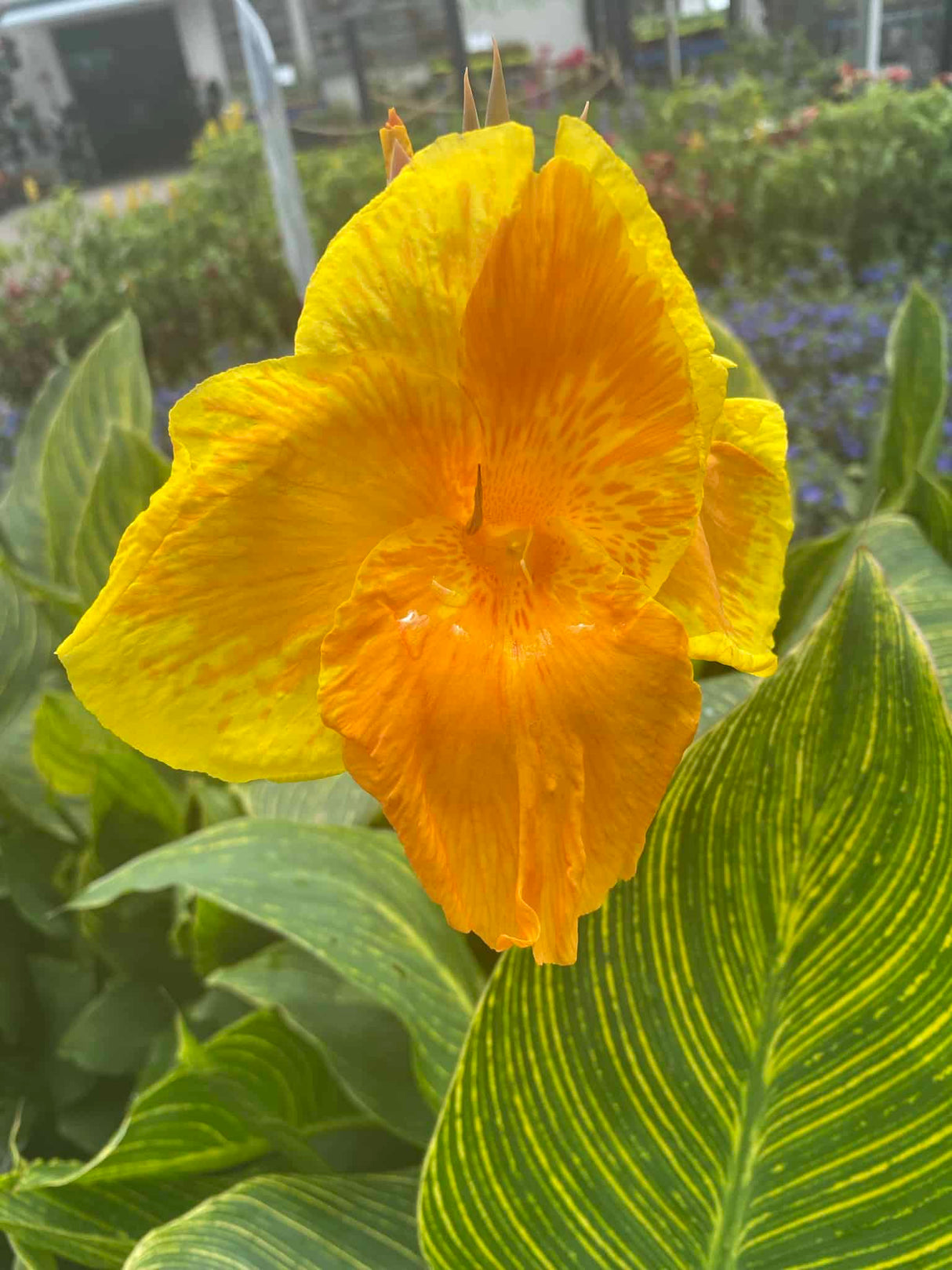 yellow canna lily flower with variegated yellow and green leaves 