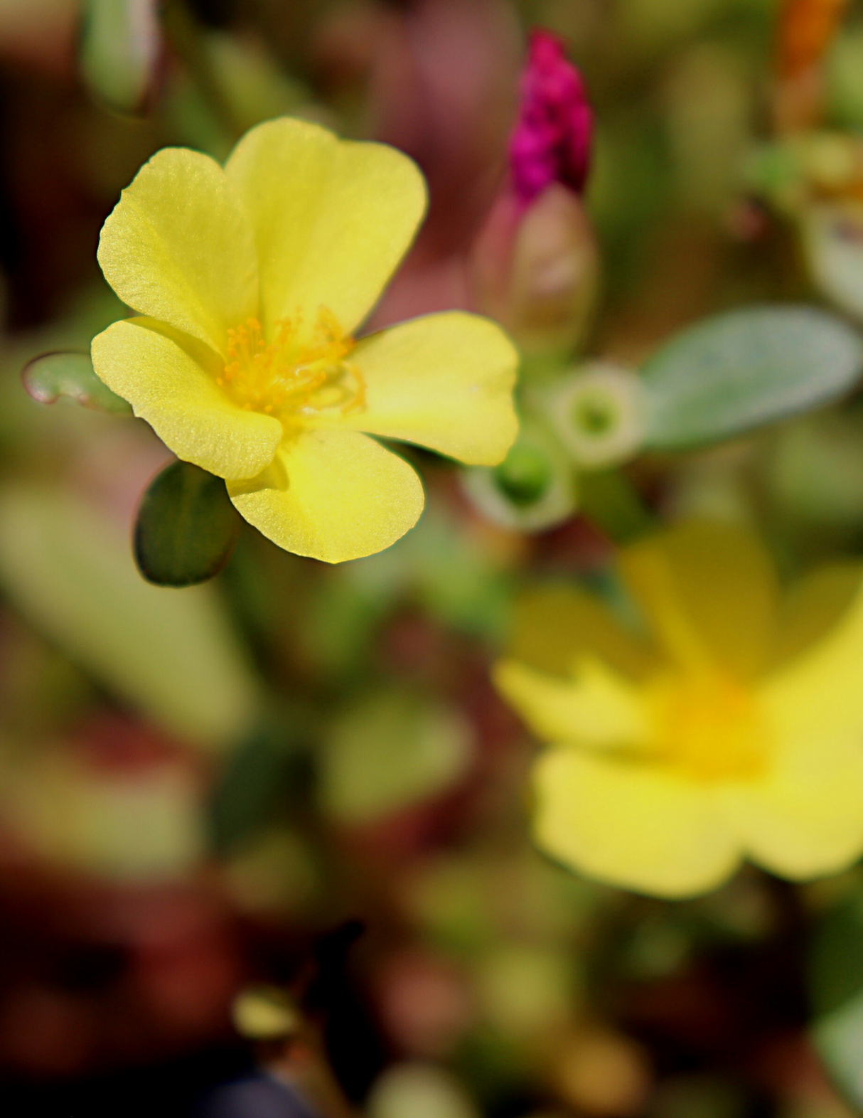 Purslane