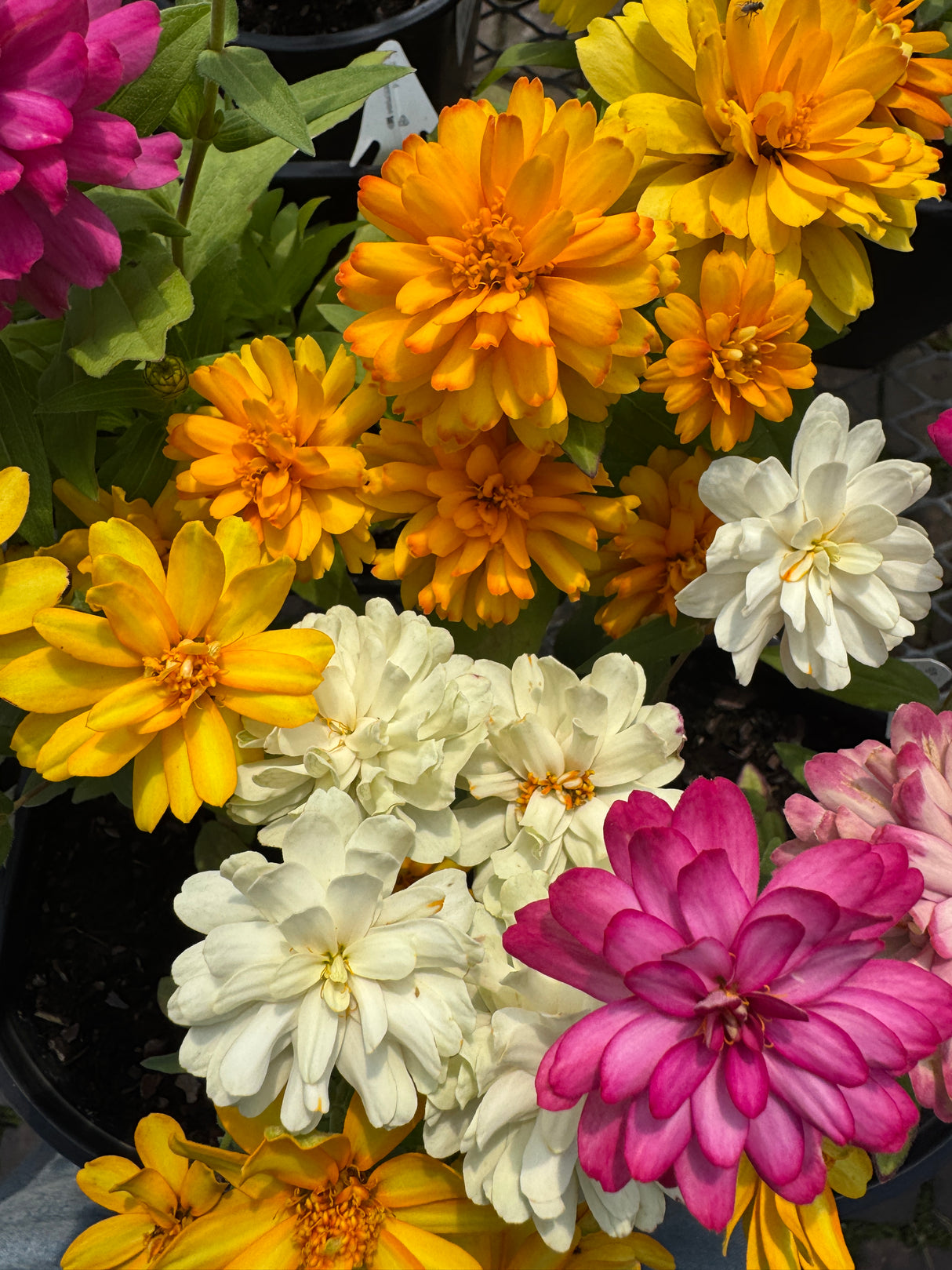 Zinnia