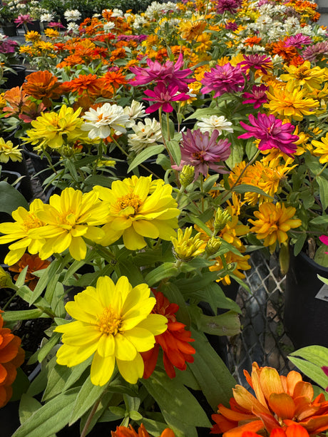 Zinnia