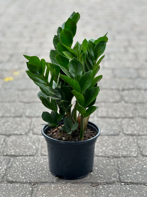 burgundy zz plant ZZ Plant – Liberty Landscape Supply