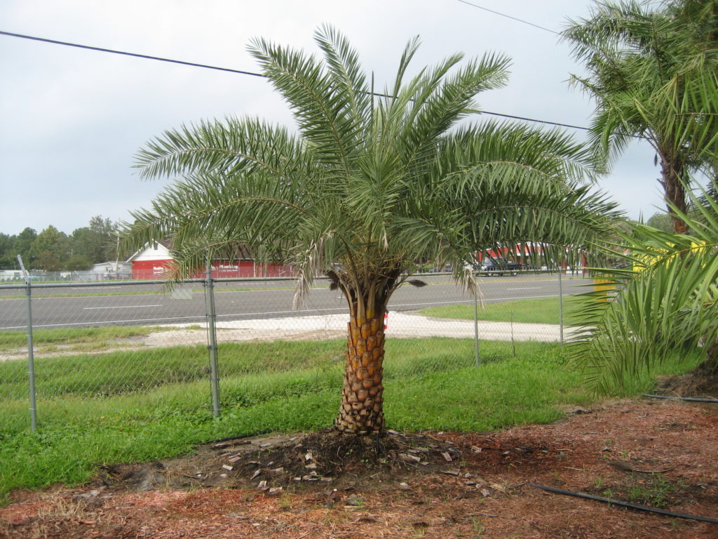 Sylvester Date Palm | Liberty Landscape Supply