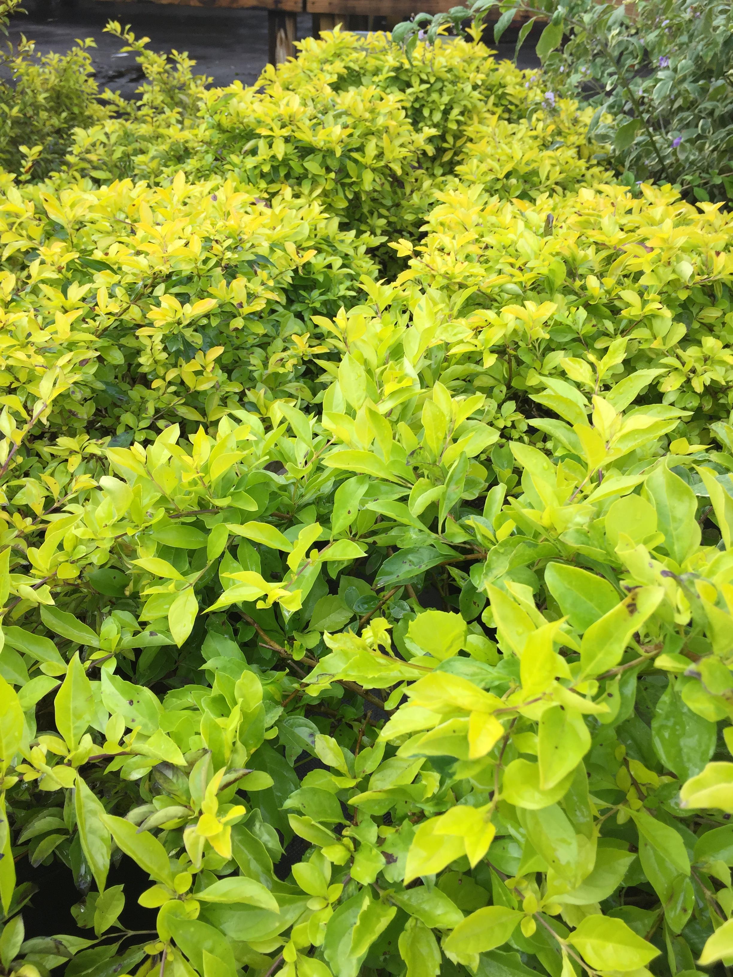 Golden duranta plant information