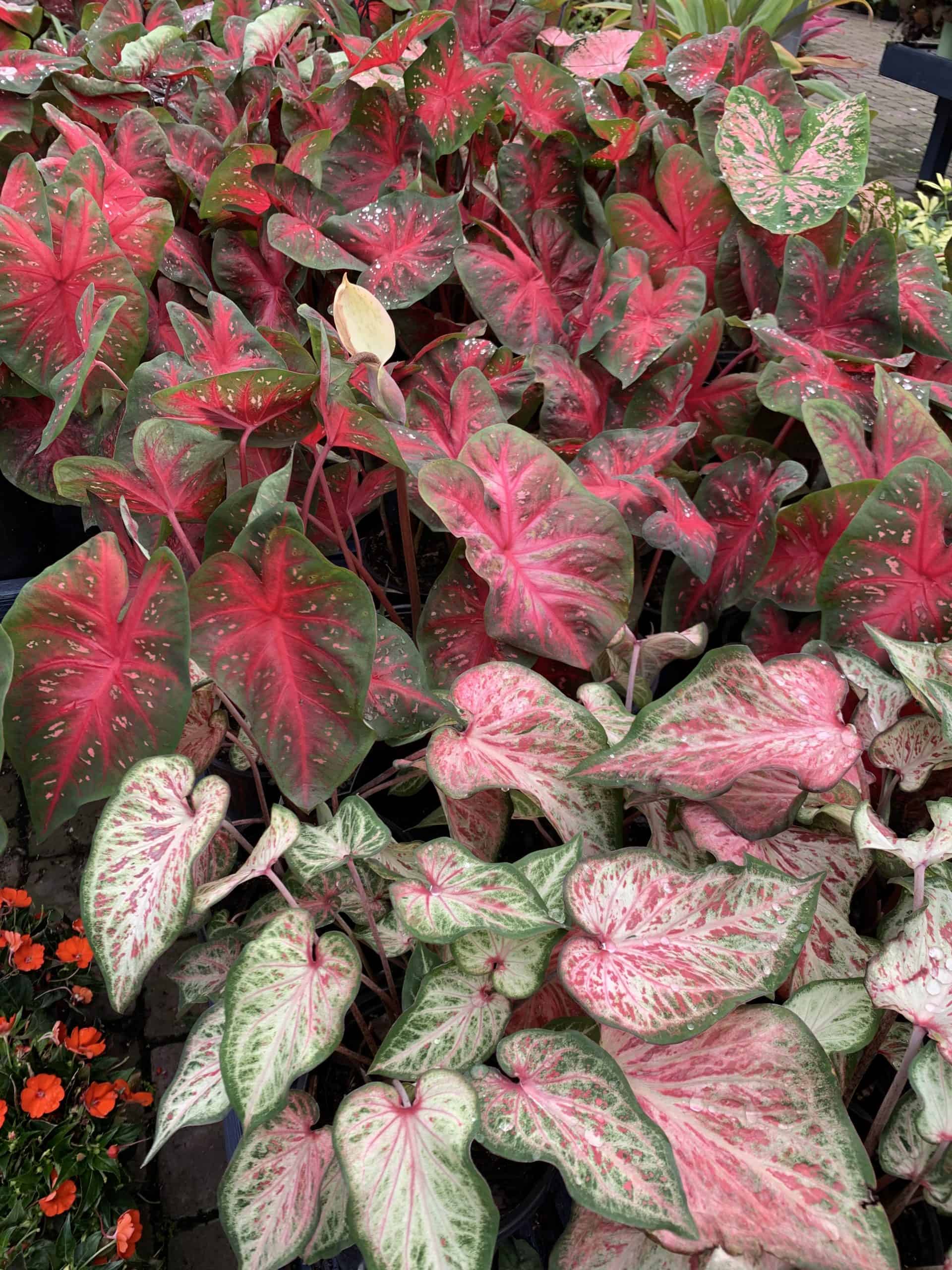 Caladium – Liberty Landscape Supply