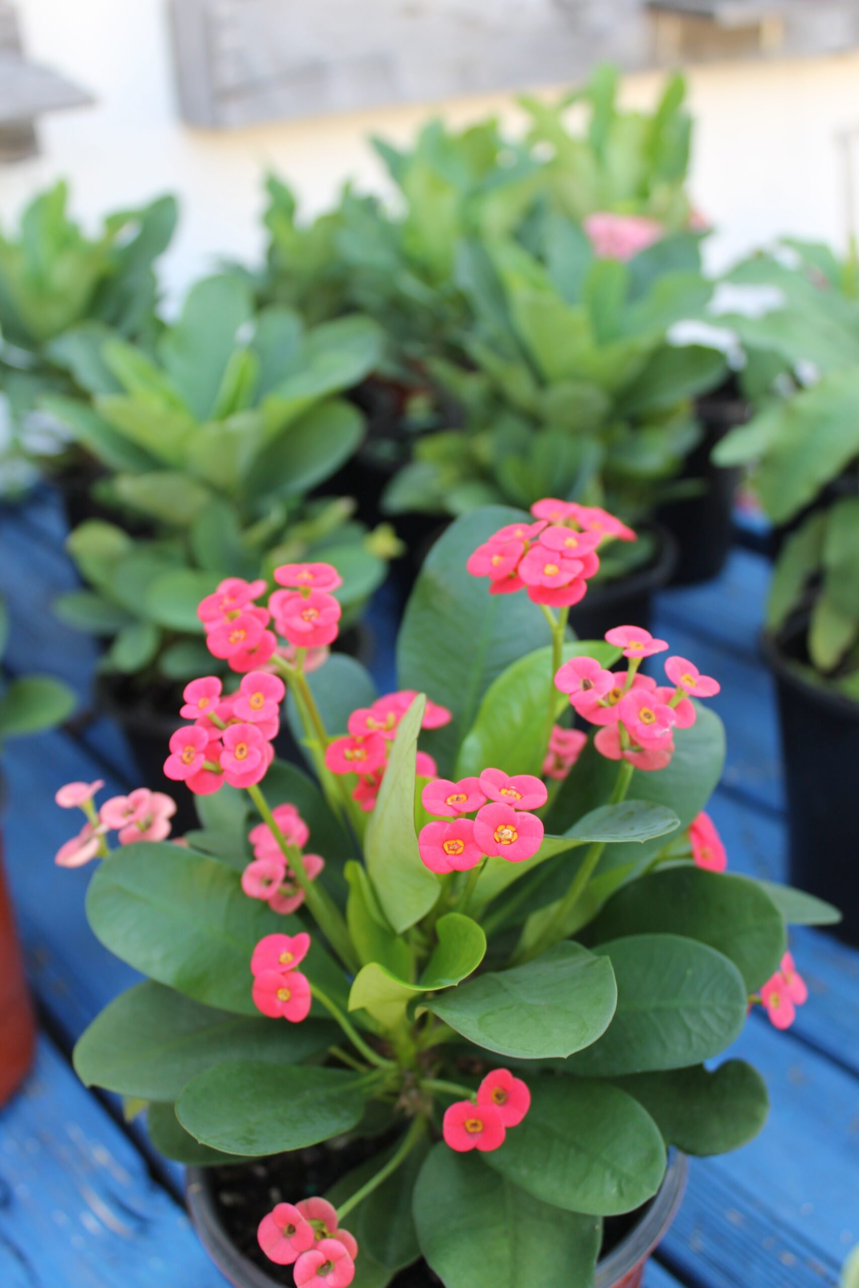 Crown of Thorns | Liberty Landscape Supply