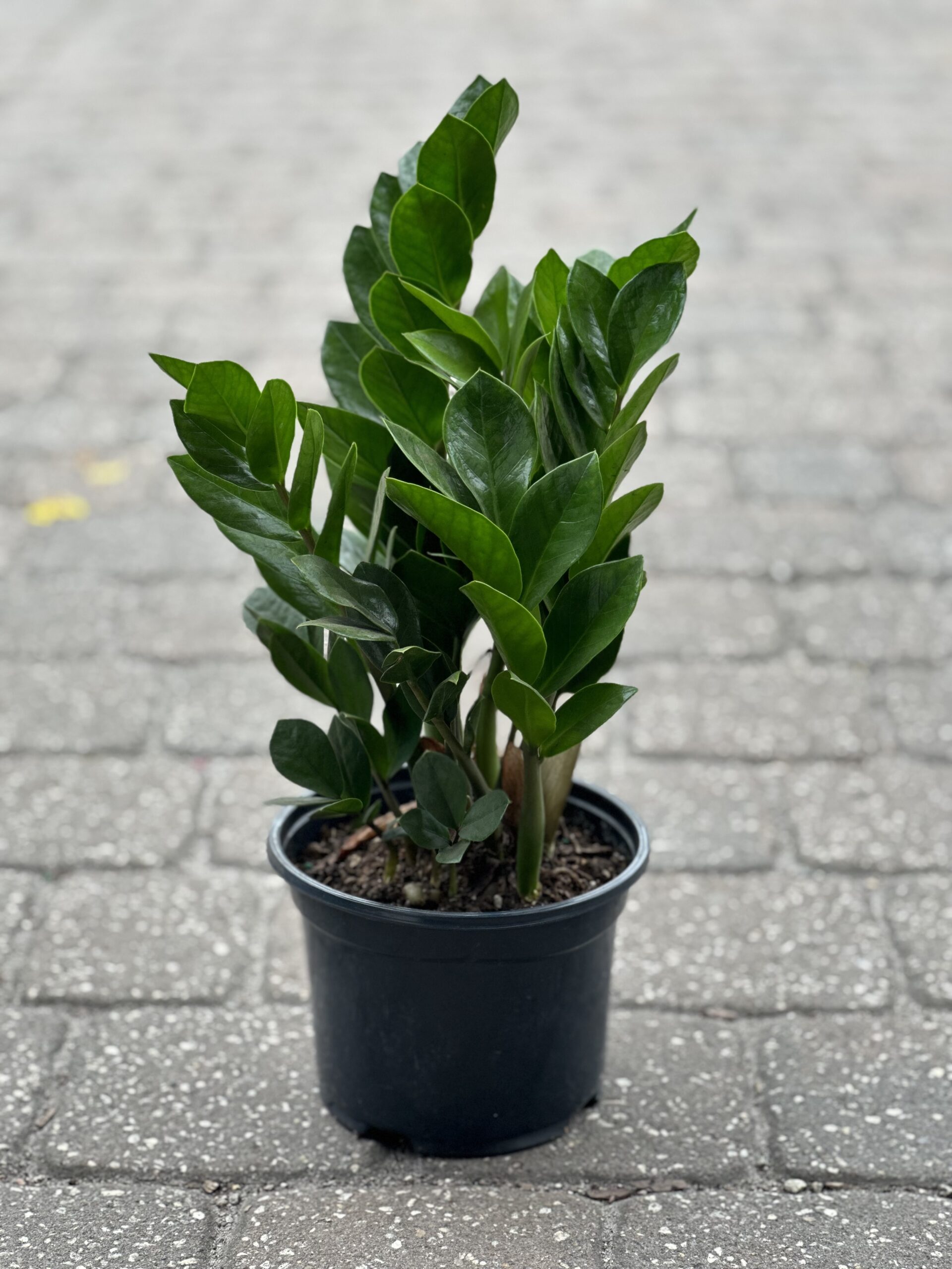 ZZ Plant | Liberty Landscape Supply